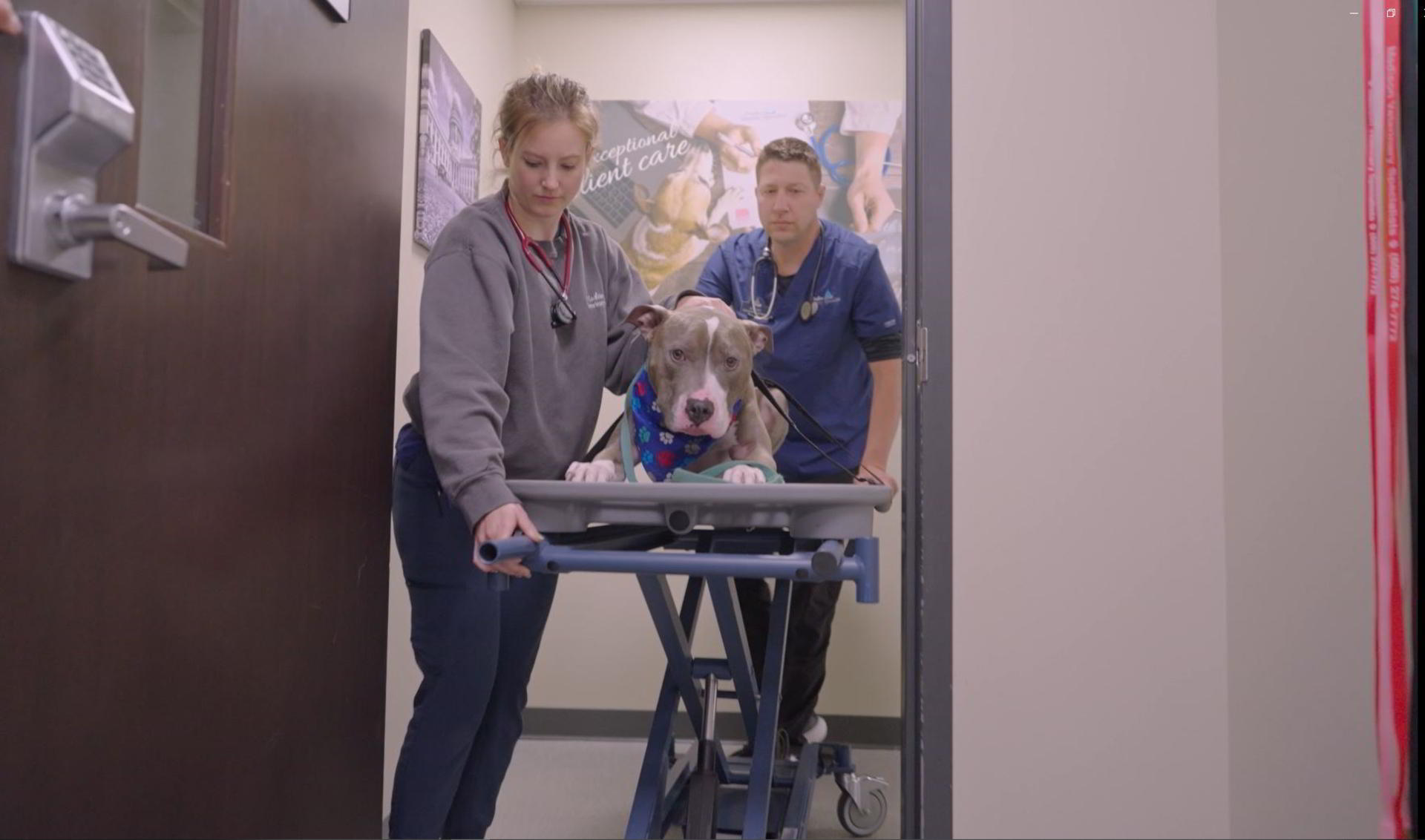 Dog being rolled on a gurney into ER